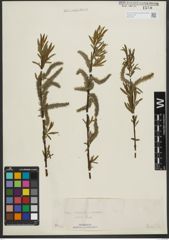 Foto von Salix purpurea L. x Salix viminalis L.